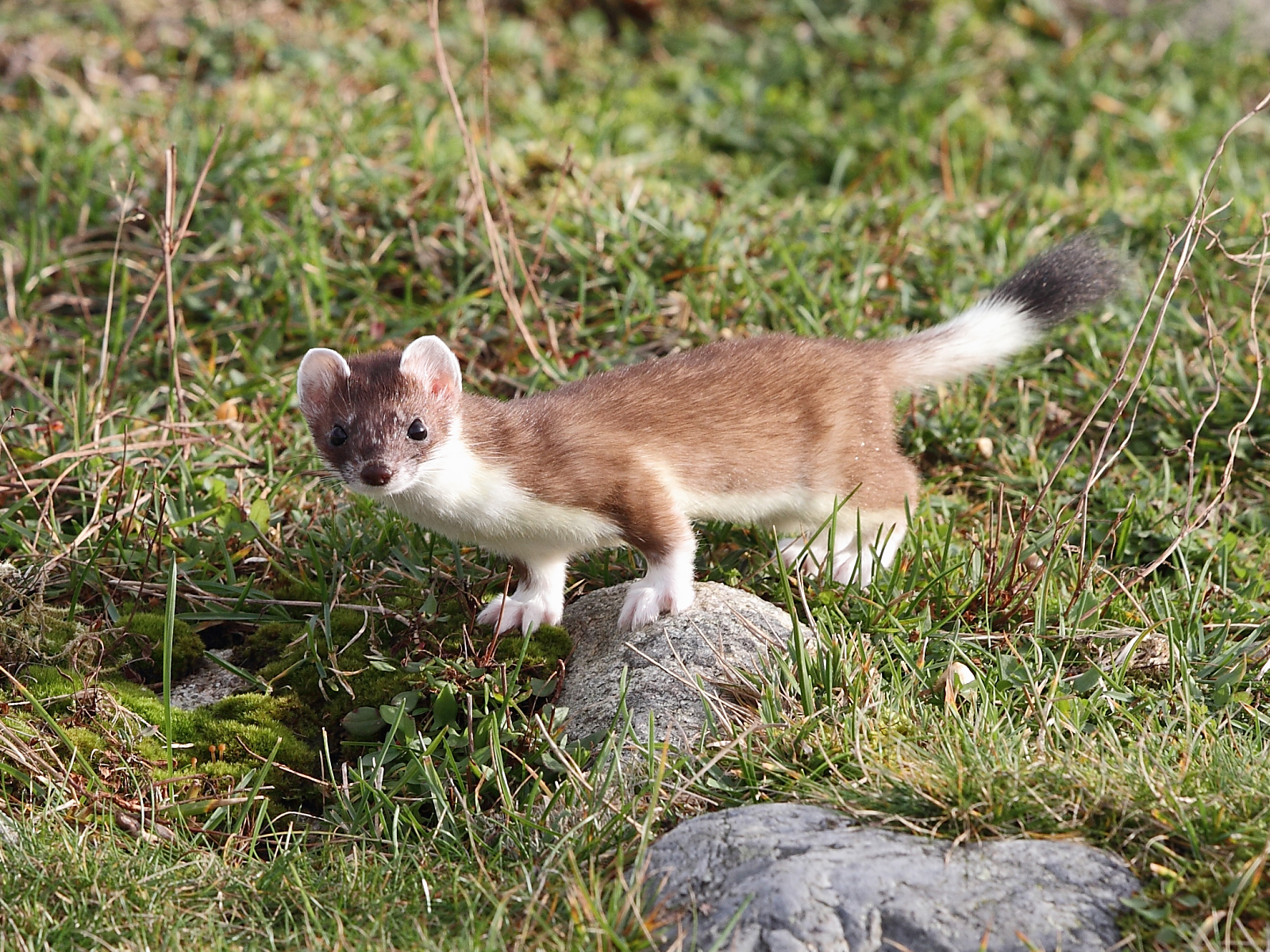 stoats.png|16